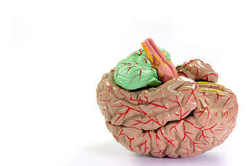 Image showing  Human Brain Anatomy