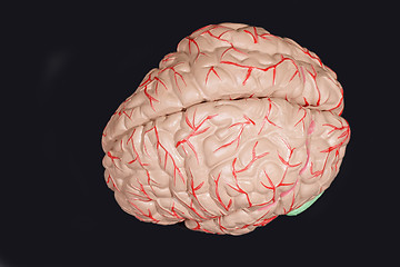 Image showing Human brain