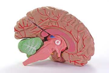 Image showing  Human Part of Brain