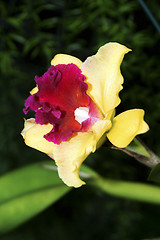 Image showing Cattleya, Orchid