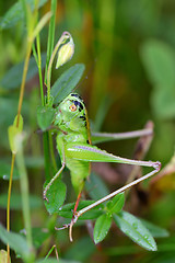 Image showing Alpine grasshopper, Miramella alpina