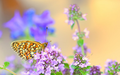 Image showing Monarch Butterfly 