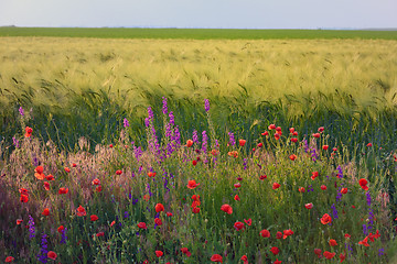 Image showing beautiful bright red poppy flowers