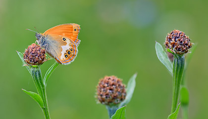 Image showing Monarch Butterfly