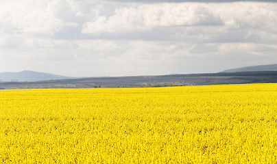 Image showing Colza field