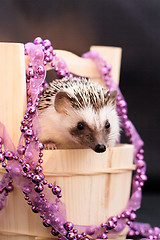 Image showing A cute little hedgehog - ( African white- bellied hedgehog )