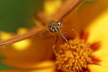 Image showing Orange butterfly