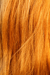 Image showing Blonde hair