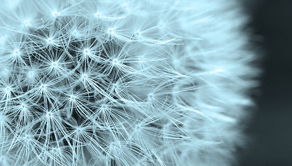 Image showing The Dandelion background.