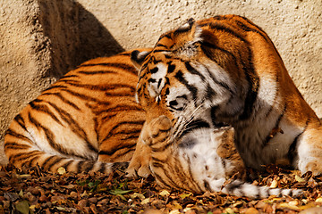 Image showing Tiger mum