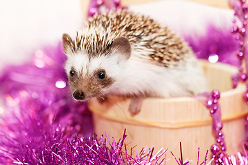 Image showing A cute little hedgehog - ( African white- bellied hedgehog )