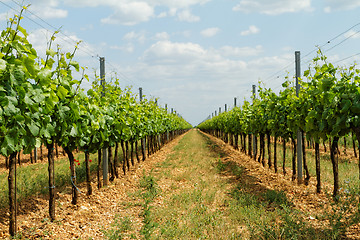 Image showing Tokay grapes