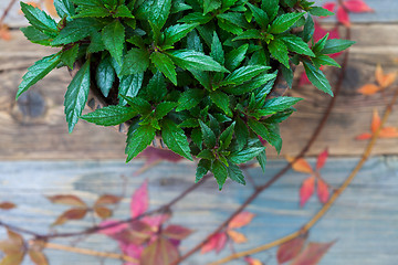 Image showing Impatiens flower