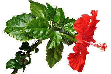 Image showing Hibiscus Flower