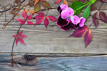 Image showing geranium flower and herbarium