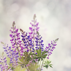 Image showing Lupines