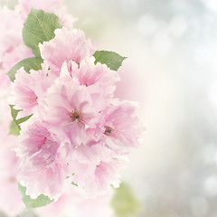 Image showing Cherry Blossom Watercolor