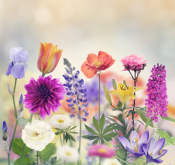 Image showing Colorful Flowers