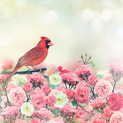 Image showing Red Cardinal In Rose Garden