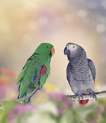 Image showing Two Parrots
