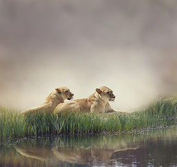 Image showing Female Lions