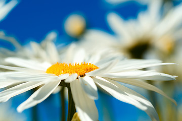 Image showing Daisies