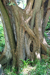 Image showing Gnarled tree trunk.