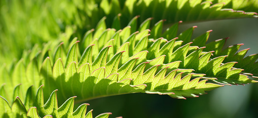 Image showing Melianthus.