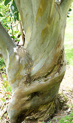 Image showing Plane tree as abstract.