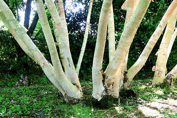 Image showing Multiple Silver birch.
