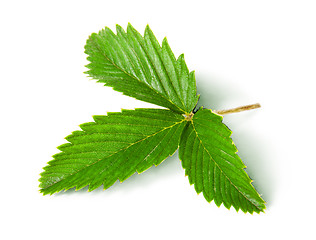 Image showing Wild strawberry leaf