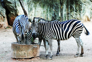 Image showing Zebras