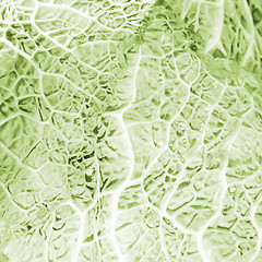 Image showing Green cabbage vegetable