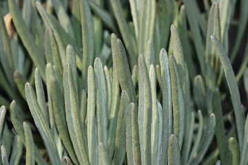 Image showing Fleshy plant close-up