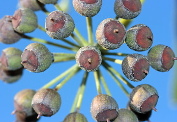 Image showing Floral cluster close-up