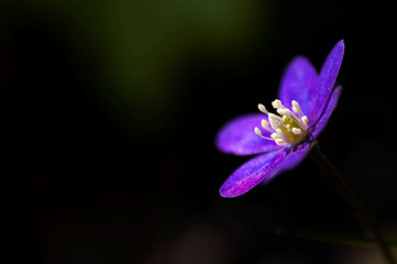 Image showing Blue anemone