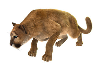 Image showing Big Cat Puma