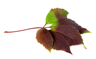 Image showing Multicolor autumn virginia creeper leaf (Parthenocissus quinquef