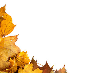 Image showing Autumn maple leafs