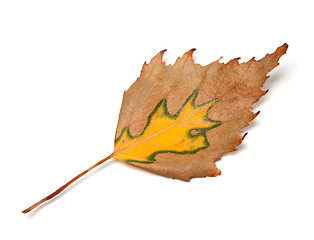 Image showing Autumn birch leaf