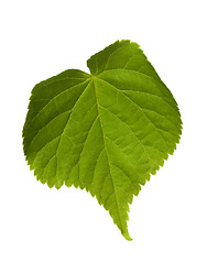 Image showing Green tilia leaf