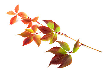Image showing Multicolor autumn twig of grapes leaves 