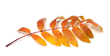 Image showing Autumn rowan leaves on white background