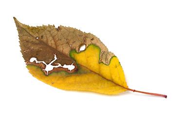 Image showing Dried yellowed autumn leaf with holes