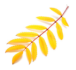 Image showing Yellow autumn rowan leaf on white background