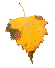 Image showing Yellowed autumn birch leaf