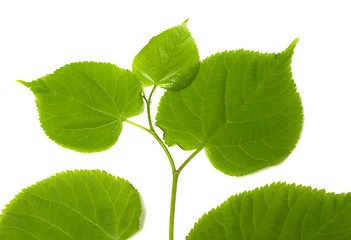 Image showing Spring sprig of linden-tree