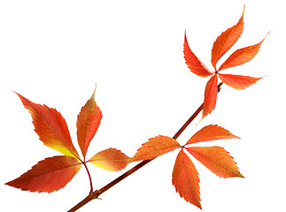 Image showing Orange autumnal twig of grapes leaves (Parthenocissus quinquefol
