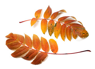 Image showing Two autumnal rowan leafs