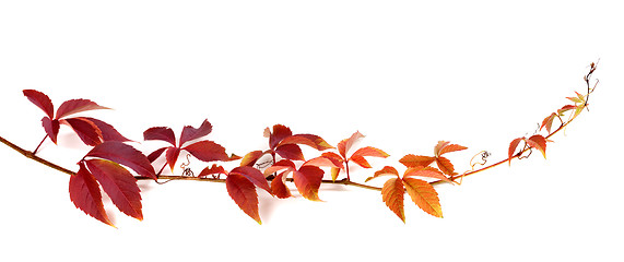 Image showing Twig of autumn multicolor grapes leaves